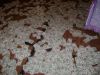 DSC02535.JPG
